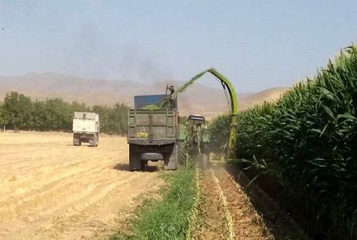 تولید بیش از 24 هزار تن ذرت علوفه ای در خرم بید