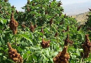 آغاز برداشت سماق از سطح یک هزار هکتار از مزارع سردشت