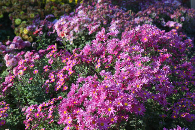 بازدید تور رسانه ای از باغ ملی گیاه شناسی ایران                   