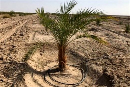 اصلاح 18 هزار هکتار شبکه آبیاری نخلستان های دشتستان/ پیشرفت 75 درصدی طرح آبیاری نخیلات در آبپخش