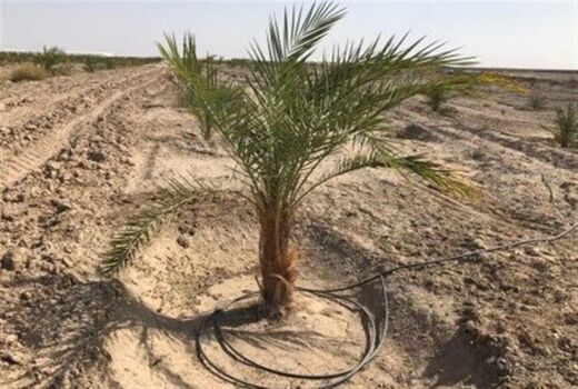 اصلاح 18 هزار هکتار شبکه آبیاری نخلستان های دشتستان/ پیشرفت 75 درصدی طرح آبیاری نخیلات در آبپخش