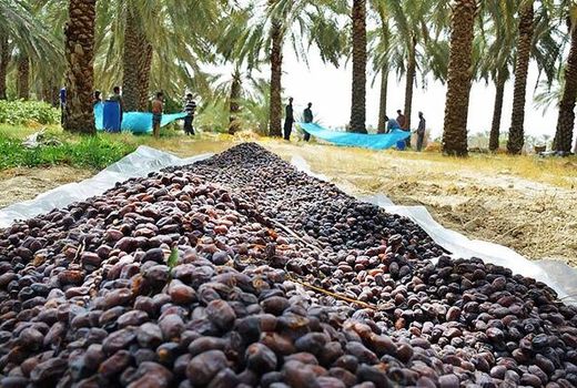 نشست هم اندیشی صادر کنندگان و اعضای دهکده خرما در شهرستان بم برگزار شد