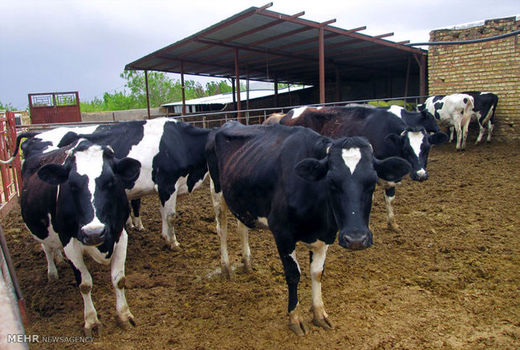 استان تهران با دارا بودن 18 درصد دام اصیل کشور، رتبه نخست کشور را دارد