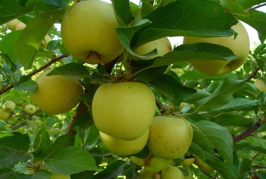 آغاز برداشت سیب از 300 هکتار باغات بوانات