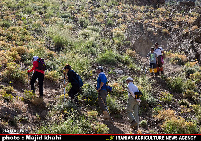 کوه پیمایی