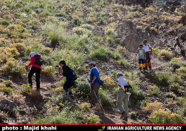 کوه پیمایی