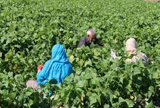 رتبه اول فارس اعلام شد