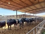 انتقال یافته‌های پژوهشی به دامداران خوزستانی؛ نسخه علمی محققان برای جهش بهره‌وری گاومیش‌داری در حمیدیه