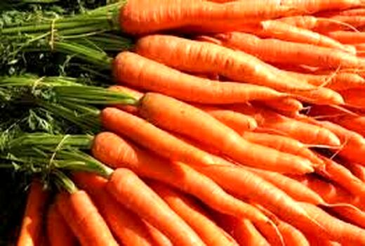 برداشت هویچ از مزارع آذربایجان غربی آغاز شد