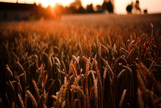 پذیرش تغییر٬ عامل پیشرفت کشاورزی 