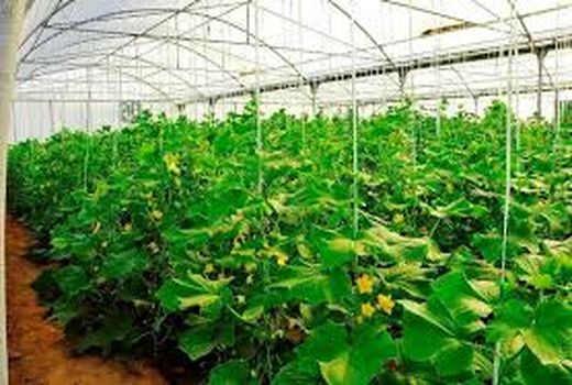 روند توسعه گلخانه‌ها در خراسان شمالی رو به افزایش است