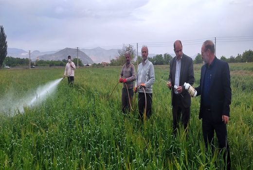 کشاورزان مبارزه با علف‌های هرز را در مزارع گندم و جو جدی بگیرند