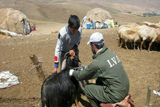 ۹۵ درصد از دارو‌های دامپزشکی در ایران تولید می‌شود