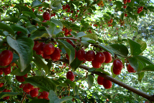 برداشت زغال اخته از باغات استان قزوین آغاز شد