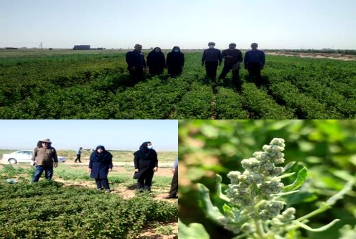 بازدید کارشناسان فنی از مزرعه الگویی کینوا در شهرستان بوئین زهرا