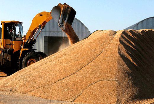 گندم مورد نیاز چهارمحال و بختیاری تا اوایل اسفند تامین شده است