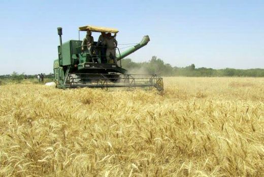 نقش مصرف کودهای یارانه‌ای در افزایش معنادار تولید محصولات اساسی در البرز