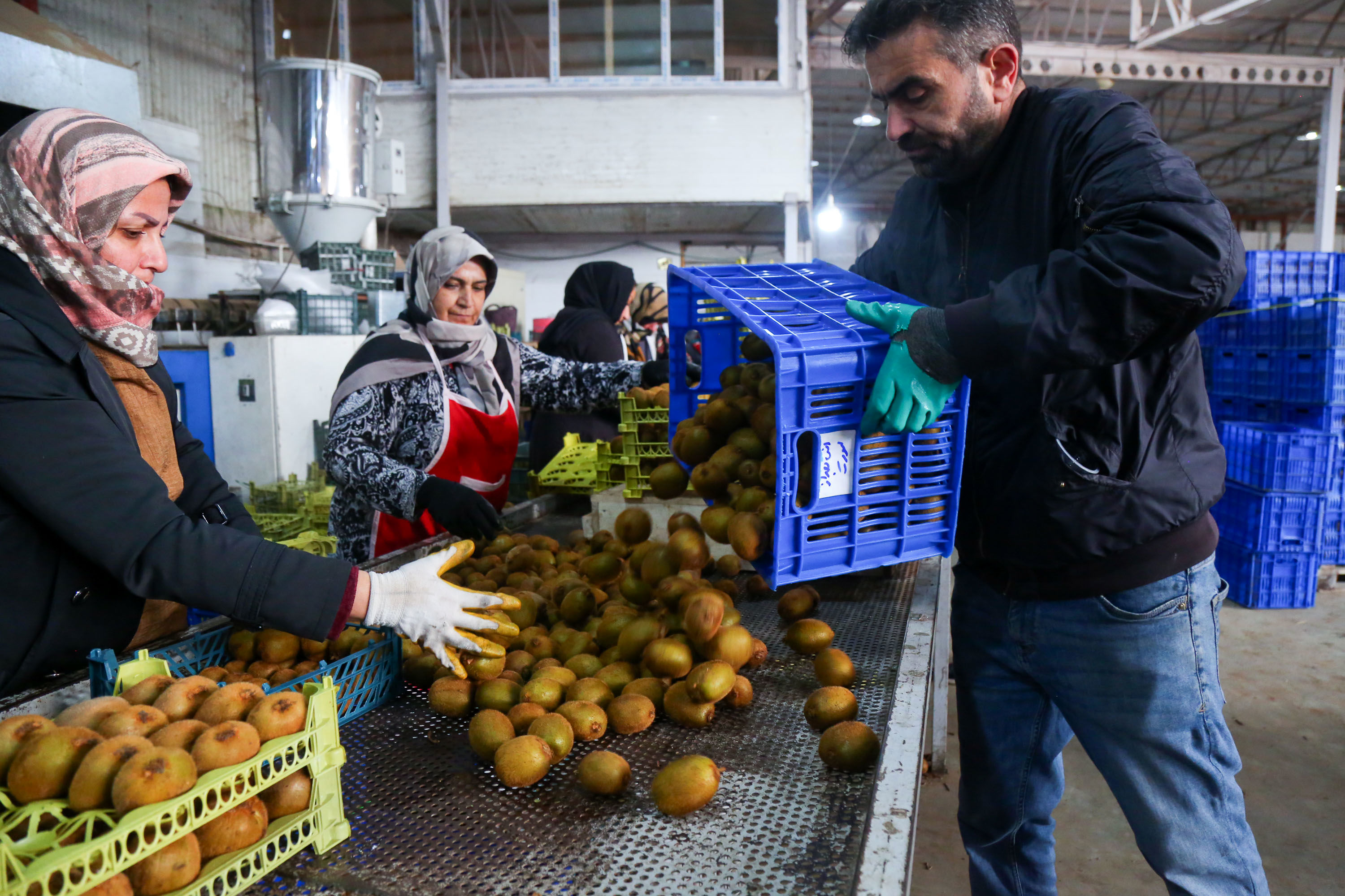  میوه ای شگفت انگیز به نام کیوی 