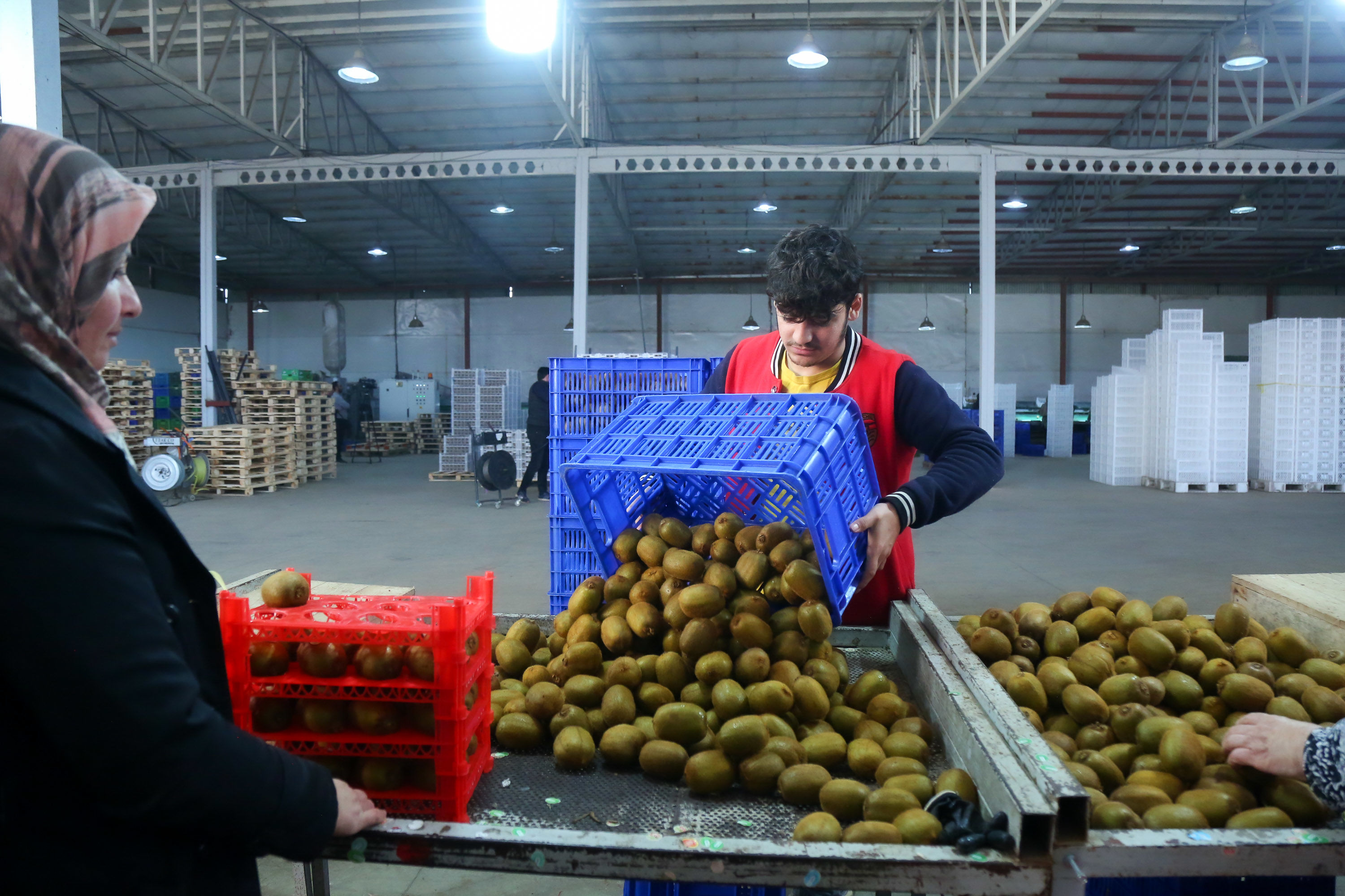  میوه ای شگفت انگیز به نام کیوی 