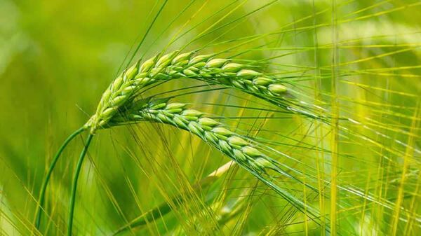 اراضی آبی برای کشت جو ظرفیت‌یابی شوند/ توسعه پایدار تولید جو