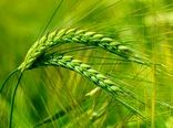 اراضی آبی برای کشت جو ظرفیت‌یابی شوند/ توسعه پایدار تولید جو