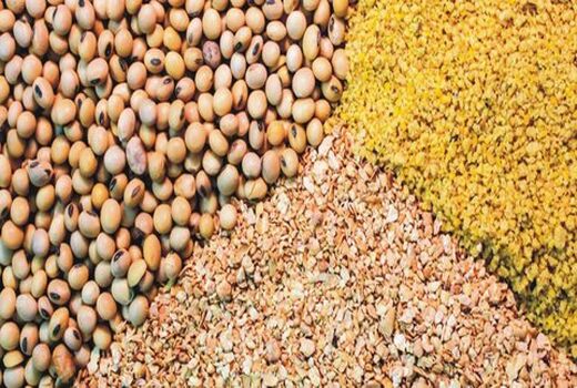 اختصاص بیش از 9 هزار تن نهاده دامی به استان چهارمحال و بختیاری
