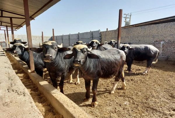 تأکید پژوهشگران خوزستانی بر استفاده از روشهای علمی در پرورش گاومیش