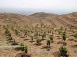 پیگیری طرح مردمی کاشت یک میلیارد درخت در استان اصفهان 