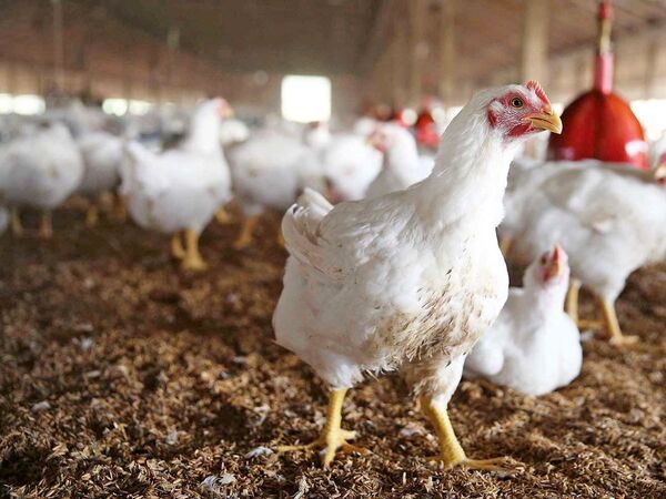 لاین آرین؛ محور پدافند غیرعامل طیور با قابلیت ارتقای تدریجی صفات اقتصادی