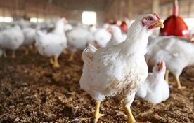 لاین آرین؛ محور پدافند غیرعامل طیور با قابلیت ارتقای تدریجی صفات اقتصادی