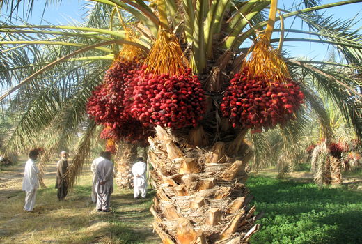  تسهیلات ارزان قیمت به تشکل های تولیدی بخش کشاورزی سیستان وبلوچستان پرداخت شد