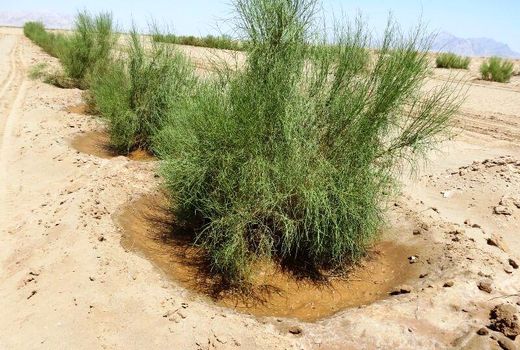 تشدید وضعیت بیابانی در استان سمنان