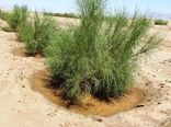 تشدید وضعیت بیابانی در استان سمنان