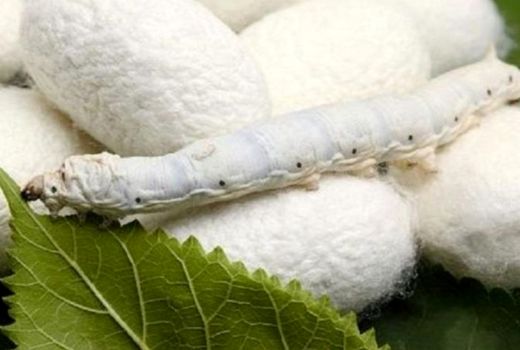 آغاز پرورش کرم ابریشم در آذربایجان غربی/ نوغانداری فرصتی برای احیای اقتصاد مقاومتی