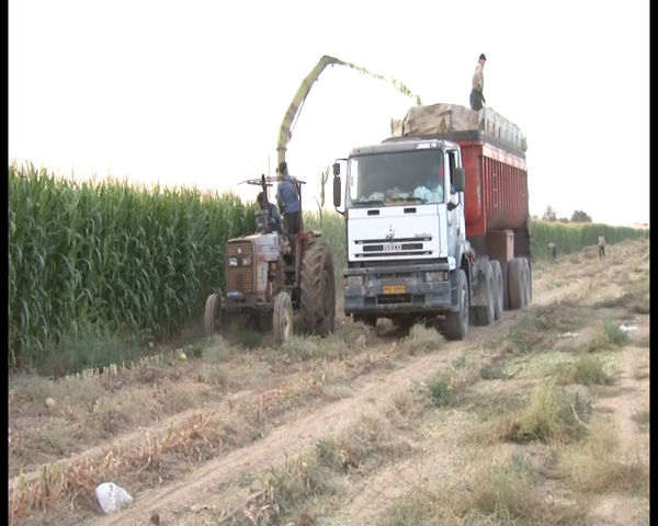 برداشت ۳۰ هزار تن ذرت علوفهای از مزارع میمه