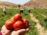 آغاز برداشت گوجه فرنگی از مزارع استان بوشهر/ تامین بازار داخلی در فصل سرد