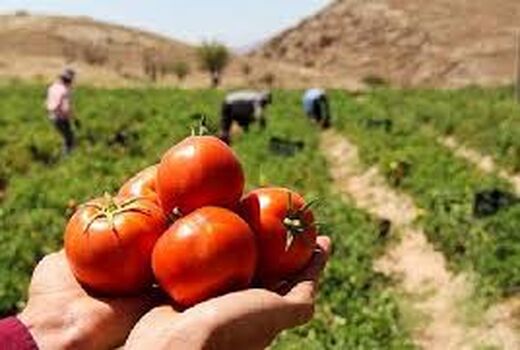 آغاز برداشت گوجه فرنگی از مزارع استان بوشهر/ تامین بازار داخلی در فصل سرد