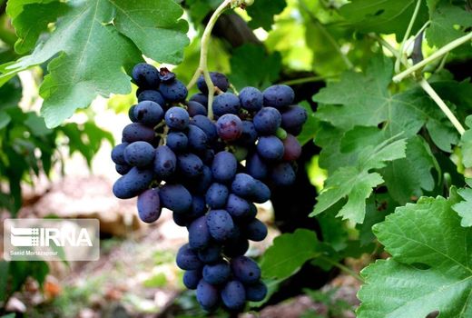 برداشت انگور سیاه از تاکستان های سروآباد