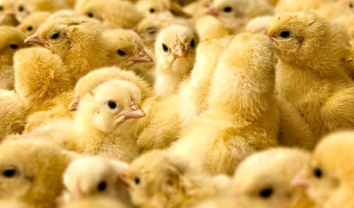 پایش بازدهی جوجه، تلفات اولیه را کاهش می‌دهد