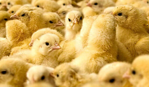 پایش بازدهی جوجه، تلفات اولیه را کاهش می‌دهد