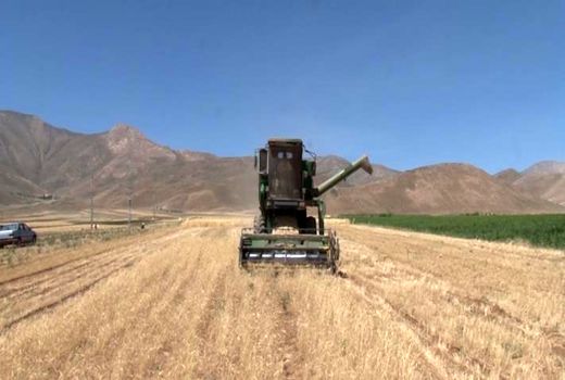 ۸ هزارو ۵۰۰ هکتار از اراضی کشاورزی اصفهان زیر کشت گندم آبی و دیم
