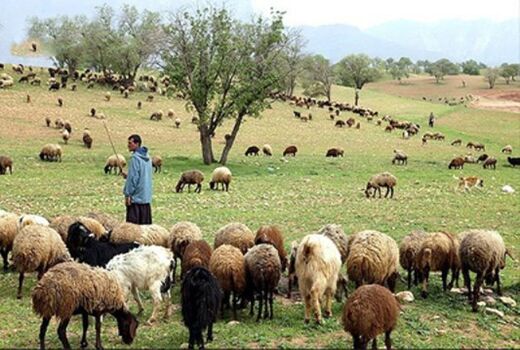 نیازمند نماد تجاری خاص برای پرورش دام سبک هستند