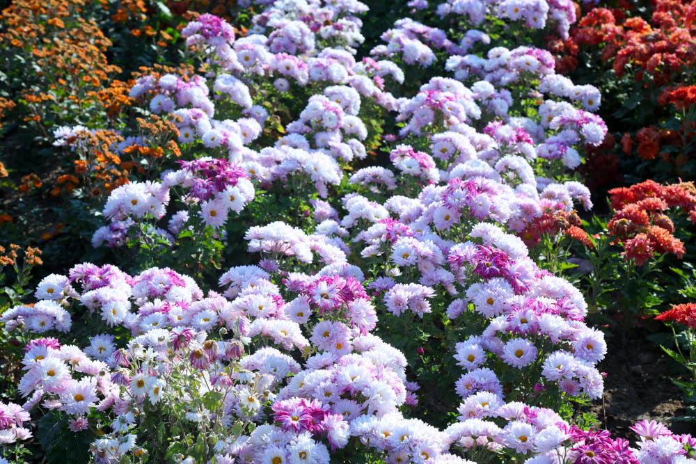 بازدید تور رسانه ای از باغ ملی گیاه شناسی ایران                   