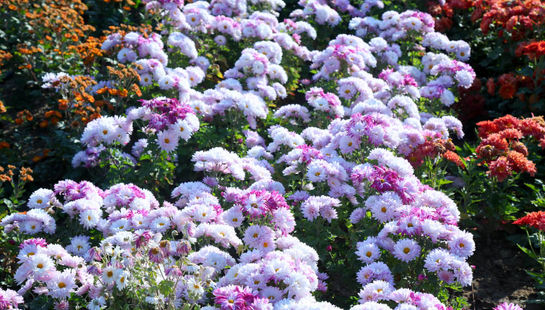 بازدید تور رسانه ای از باغ گیاه شناسی ملی ایران  