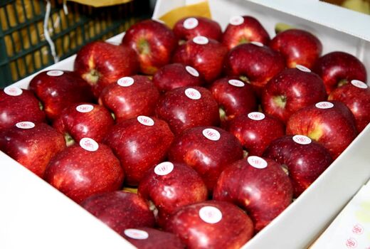 صادرات ۲۲۵ هزار تن سیب درختی از گمرکات آذربایجان غربی