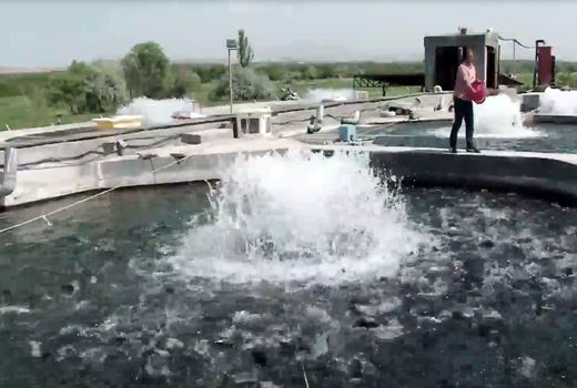 رهاسازی بچه ماهی در استخر‌های پرورشی مراغه