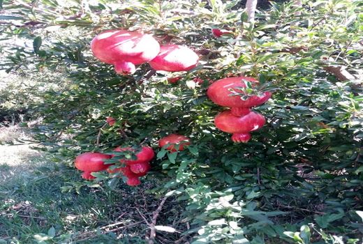 برداشت انار در شیراز آغاز شد