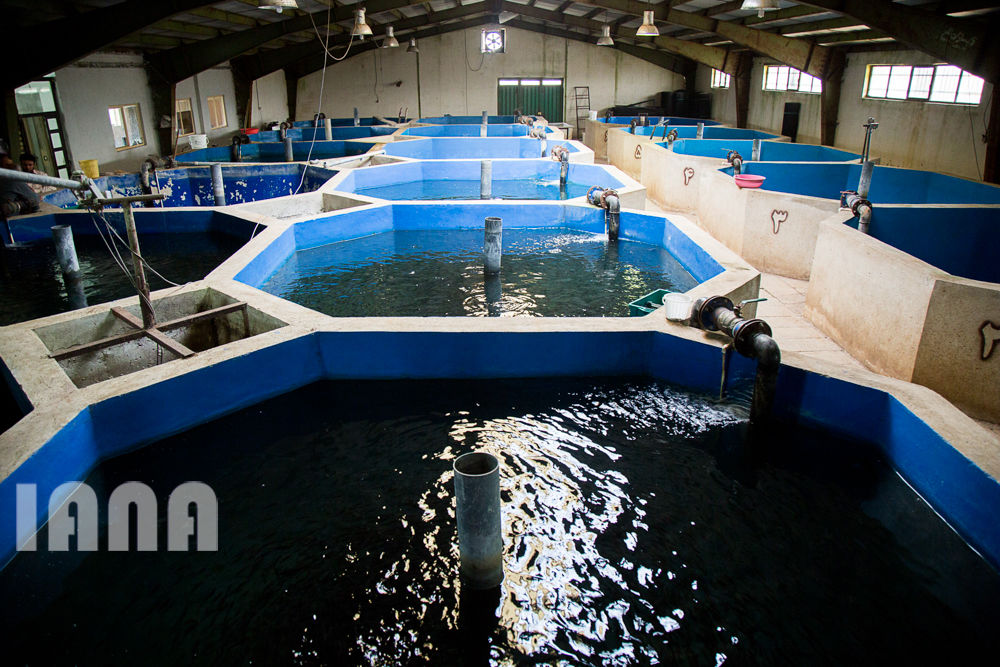 کشاورزی استان زنجان