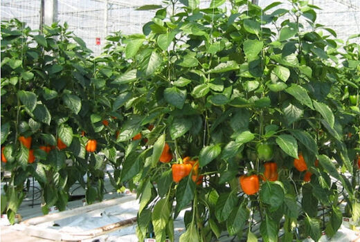اجرای کنترل بیولوژیک با رهاسازی سنک شکارگر در گلخانه فلفل شهرستان ارزوئیه