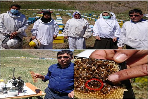 تولید ملکه‌های زنبور عسل اصلاح شده در آبیک  